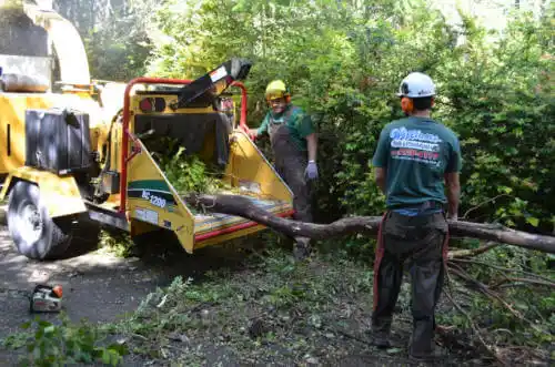 tree services Lindsay